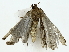  ( - BIOUG85513-B05)  @11 [ ] CreativeCommons - Attribution (2022) CBG Photography Group Centre for Biodiversity Genomics