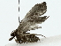  ( - BIOUG85513-C07)  @11 [ ] CreativeCommons - Attribution (2022) CBG Photography Group Centre for Biodiversity Genomics