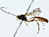  ( - BIOUG85513-G10)  @11 [ ] CreativeCommons - Attribution (2022) CBG Photography Group Centre for Biodiversity Genomics