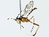  ( - BIOUG85515-C11)  @11 [ ] CreativeCommons - Attribution (2022) CBG Photography Group Centre for Biodiversity Genomics