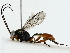  ( - BIOUG85515-D06)  @11 [ ] CreativeCommons - Attribution (2022) CBG Photography Group Centre for Biodiversity Genomics