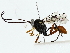  ( - BIOUG85515-D07)  @11 [ ] CreativeCommons - Attribution (2022) CBG Photography Group Centre for Biodiversity Genomics