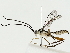  ( - BIOUG85515-E03)  @11 [ ] CreativeCommons - Attribution (2022) CBG Photography Group Centre for Biodiversity Genomics
