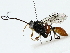  ( - BIOUG85515-E08)  @11 [ ] CreativeCommons - Attribution (2022) CBG Photography Group Centre for Biodiversity Genomics