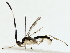  (Triraphis Malaise0306 - BIOUG85515-F04)  @11 [ ] CreativeCommons - Attribution (2022) CBG Photography Group Centre for Biodiversity Genomics