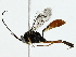  ( - BIOUG85515-F05)  @11 [ ] CreativeCommons - Attribution (2022) CBG Photography Group Centre for Biodiversity Genomics