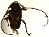  ( - BIOUG85515-H01)  @11 [ ] CreativeCommons - Attribution (2022) CBG Photography Group Centre for Biodiversity Genomics