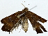  ( - BIOUG85516-C04)  @11 [ ] CreativeCommons - Attribution (2022) CBG Photography Group Centre for Biodiversity Genomics