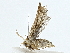 ( - BIOUG85516-F04)  @11 [ ] CreativeCommons - Attribution (2022) CBG Photography Group Centre for Biodiversity Genomics