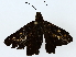  ( - BIOUG89981-A10)  @11 [ ] CreativeCommons - Attribution (2022) CBG Photography Group Centre for Biodiversity Genomics