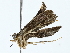  (elachMalaise5394 - BIOUG89981-B08)  @11 [ ] CreativeCommons - Attribution (2022) CBG Photography Group Centre for Biodiversity Genomics
