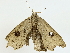  ( - BIOUG89982-A01)  @11 [ ] CreativeCommons - Attribution (2022) CBG Photography Group Centre for Biodiversity Genomics