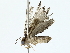  (Metalectra Malaise0285 - BIOUG89982-A04)  @11 [ ] CreativeCommons - Attribution (2022) CBG Photography Group Centre for Biodiversity Genomics