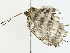  ( - BIOUG89982-B01)  @11 [ ] CreativeCommons - Attribution (2022) CBG Photography Group Centre for Biodiversity Genomics