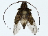  ( - BIOUG89982-C10)  @11 [ ] CreativeCommons - Attribution (2022) CBG Photography Group Centre for Biodiversity Genomics