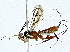  ( - BIOUG89983-A11)  @11 [ ] CreativeCommons - Attribution (2022) CBG Photography Group Centre for Biodiversity Genomics