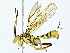 (Neotheronia Malaise7645 - BIOUG89996-C06)  @11 [ ] CreativeCommons - Attribution (2022) CBG Photography Group Centre for Biodiversity Genomics