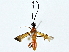  ( - BIOUG89996-C09)  @11 [ ] CreativeCommons - Attribution (2022) CBG Photography Group Centre for Biodiversity Genomics