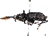  (Rhinostomus barbirostris - BIOUG89997-A12)  @15 [ ] CreativeCommons - Attribution (2022) CBG Photography Group Centre for Biodiversity Genomics
