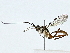  ( - BIOUG89998-D11)  @11 [ ] CreativeCommons - Attribution (2022) CBG Photography Group Centre for Biodiversity Genomics
