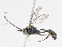  (Microcharops tibialisDHJ15 - CBG-A08770-E02)  @11 [ ] CreativeCommons - Attribution Share - Alike (2023) CBG Photography Group Centre for Biodiversity Genomics