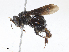  ( - CBG-A08770-G08)  @11 [ ] CreativeCommons - Attribution Share - Alike (2023) CBG Photography Group Centre for Biodiversity Genomics