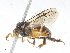  ( - CBG-A08770-G12)  @11 [ ] CreativeCommons - Attribution Share - Alike (2023) CBG Photography Group Centre for Biodiversity Genomics