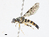  ( - CBG-A08771-C07)  @11 [ ] CreativeCommons - Attribution Share - Alike (2023) CBG Photography Group Centre for Biodiversity Genomics