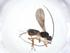 (Asobara Malaise6805 - CBG-A11258-F01)  @11 [ ] CreativeCommons - Attribution Share - Alike (2023) Centre for Biodiversity Genomics Centre for Biodiversity Genomics