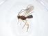  (Stiropius Malaise6979 - CBG-A11258-G02)  @11 [ ] CreativeCommons - Attribution Share - Alike (2023) Centre for Biodiversity Genomics Centre for Biodiversity Genomics