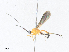  (Triraphis Malaise4106 - CBG-A38421-E12)  @11 [ ] CreativeCommons - Attribution Share - Alike (2024) CBG Photography Group Centre for Biodiversity Genomics