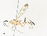  (Diradops Janzen07 - CBG-A38422-E08)  @11 [ ] CreativeCommons - Attribution Share - Alike (2024) CBG Photography Group Centre for Biodiversity Genomics