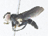  (tachMalaise01 Malaise9832 - CBG-A38422-F11)  @11 [ ] CreativeCommons - Attribution Share - Alike (2024) CBG Photography Group Centre for Biodiversity Genomics