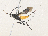  (Sesioctonus Malaise3093 - CBG-A38423-G04)  @11 [ ] CreativeCommons - Attribution Share - Alike (2024) CBG Photography Group Centre for Biodiversity Genomics