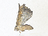  ( - CBG-A38514-E10)  @11 [ ] CreativeCommons - Attribution Share - Alike (2024) CBG Photography Group Centre for Biodiversity Genomics