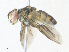  ( - CBG-A38514-E11)  @11 [ ] CreativeCommons - Attribution Share - Alike (2024) CBG Photography Group Centre for Biodiversity Genomics