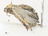  ( - CBG-A38515-B05)  @11 [ ] CreativeCommons - Attribution Share - Alike (2024) CBG Photography Group Centre for Biodiversity Genomics