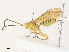  ( - CBG-A38515-G03)  @11 [ ] CreativeCommons - Attribution Share - Alike (2024) CBG Photography Group Centre for Biodiversity Genomics
