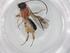  (Ascogaster Malaise1624 - BIOUG97052-D12)  @11 [ ] CreativeCommons - Attribution (2023) Centre for Biodiversity Genomics Centre for Biodiversity Genomics