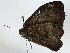  ( - BIOUG97740-E11)  @11 [ ] CreativeCommons - Attribution (2023) CBG Photography Group Centre for Biodiversity Genomics