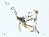  ( - BIOUG97744-G10)  @11 [ ] CreativeCommons - Attribution (2023) CBG Photography Group Centre for Biodiversity Genomics