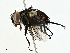  ( - BIOUG99525-A01)  @11 [ ] CreativeCommons - Attribution (2023) CBG Photography Group Centre for Biodiversity Genomics