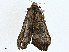  ( - CBG-A00286-B03)  @11 [ ] CreativeCommons - Attribution (2023) CBG Photography Group Centre for Biodiversity Genomics