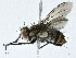 ( - CBG-A00287-G12)  @11 [ ] CreativeCommons - Attribution (2023) CBG Photography Group Centre for Biodiversity Genomics