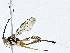 ( - CBG-A00288-A10)  @11 [ ] CreativeCommons - Attribution (2023) CBG Photography Group Centre for Biodiversity Genomics