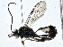  ( - CBG-A00288-B08)  @11 [ ] CreativeCommons - Attribution (2023) CBG Photography Group Centre for Biodiversity Genomics
