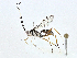  ( - CBG-A00354-D08)  @11 [ ] CreativeCommons - Attribution (2023) CBG Photography Group Centre for Biodiversity Genomics