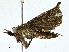  ( - CBG-A00355-H06)  @11 [ ] CreativeCommons - Attribution (2023) CBG Photography Group Centre for Biodiversity Genomics