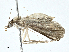  (Herpetogramma Malaise9422 - CBG-A00355-H09)  @11 [ ] CreativeCommons - Attribution (2023) CBG Photography Group Centre for Biodiversity Genomics