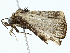  ( - CBG-A00358-H09)  @11 [ ] CreativeCommons - Attribution (2023) CBG Photography Group Centre for Biodiversity Genomics
